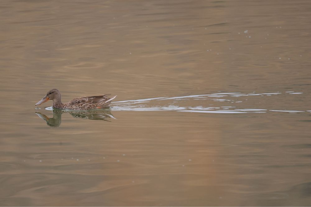 Northern shoveler swimming leftwards with a long trail behind it