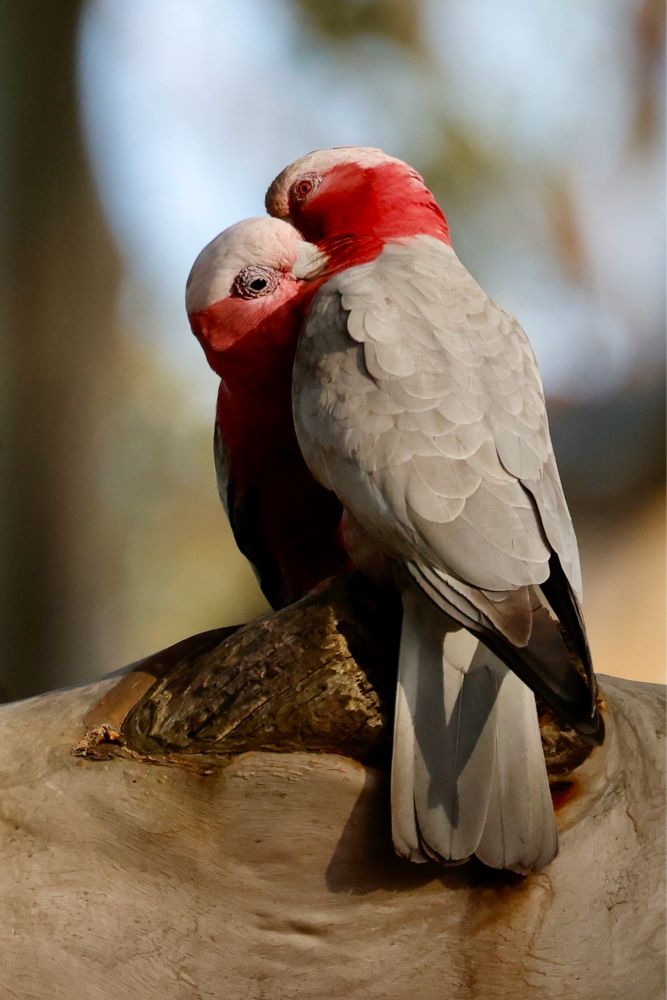 Two parrots—pink, grey, and white—making out.