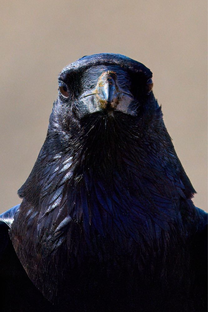 Portrait of a raven