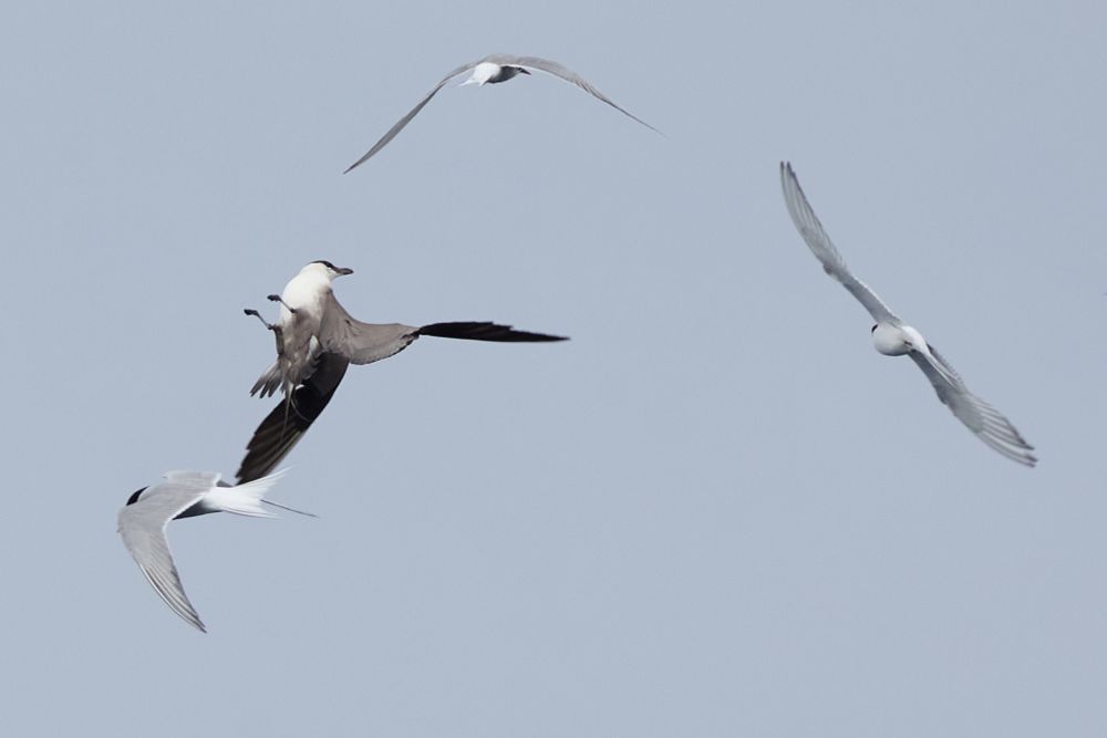 A dark,winged seabird twists upside-down, with its feet in the air. It glances over its shoulder at three smaller, white birds.