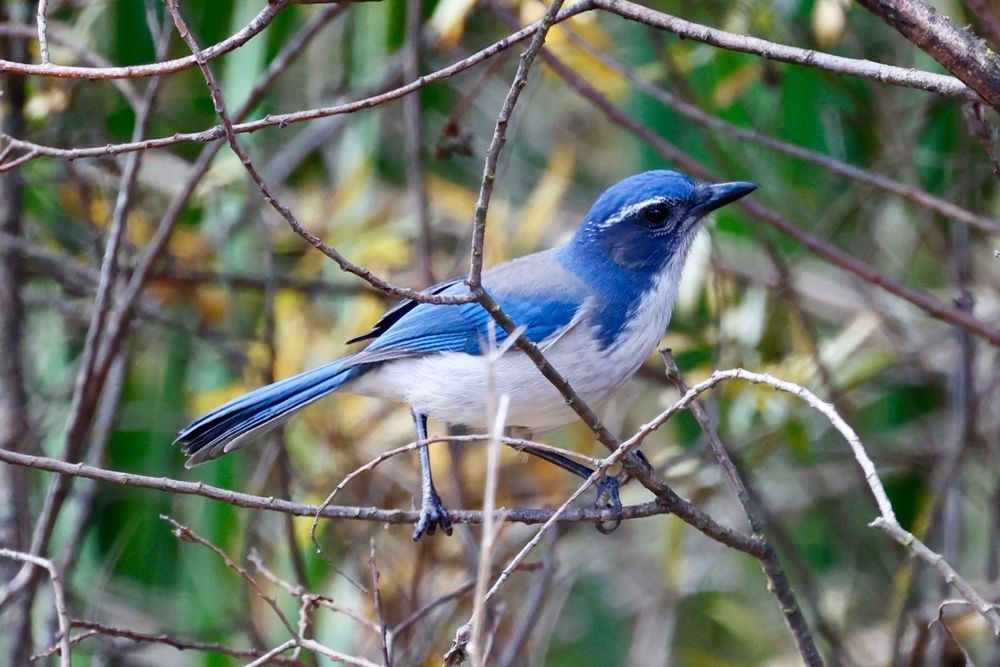 A California scrub-jay looking quizzical