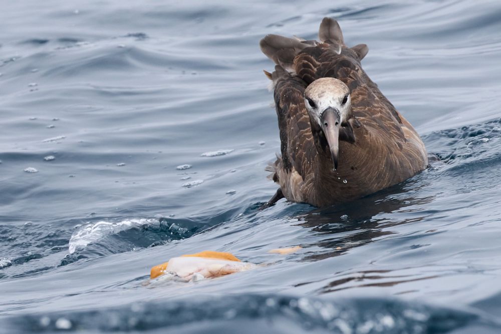 The bird sits on the water with fish floating in the foreground