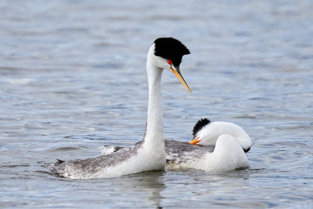 The right one ducks its head back