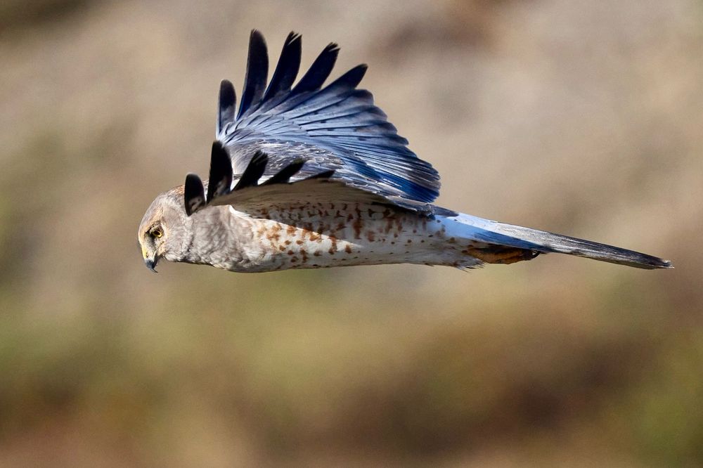 A bird of prey looking downwards, scanning for prey. It has an owl-like facial ruff and a “did I leave the oven on?” expression