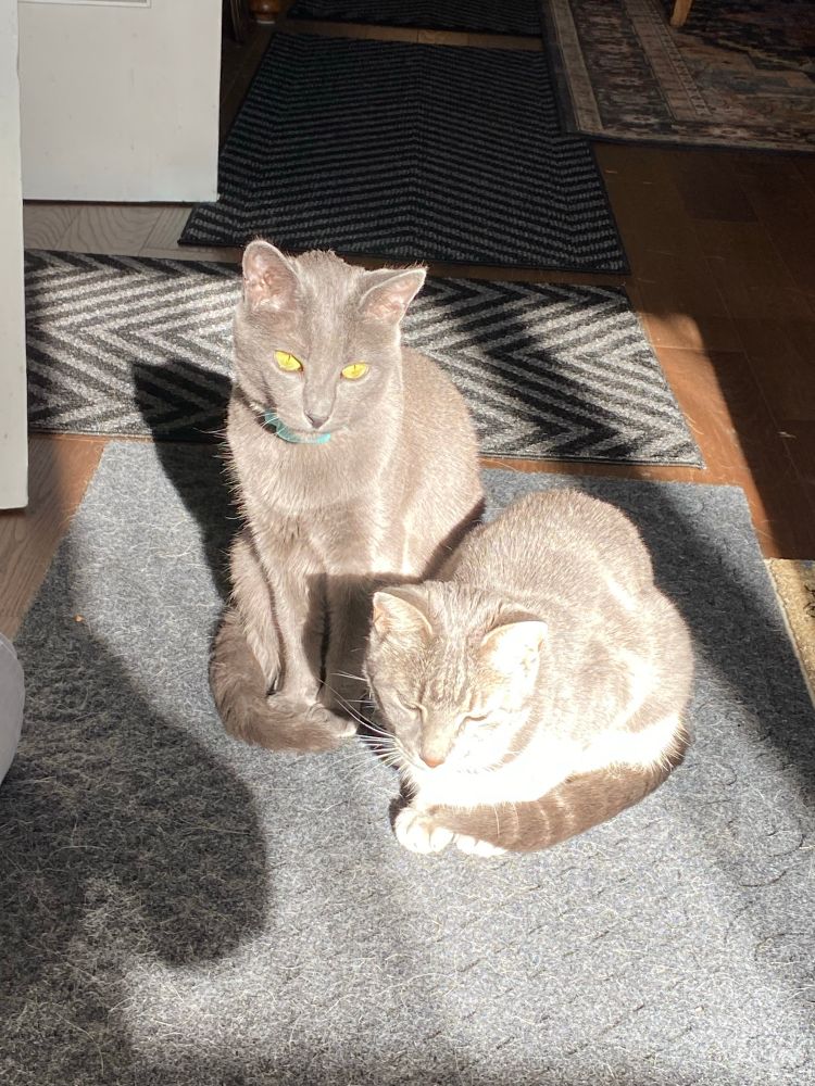 Fur babies catching a few November rays.
