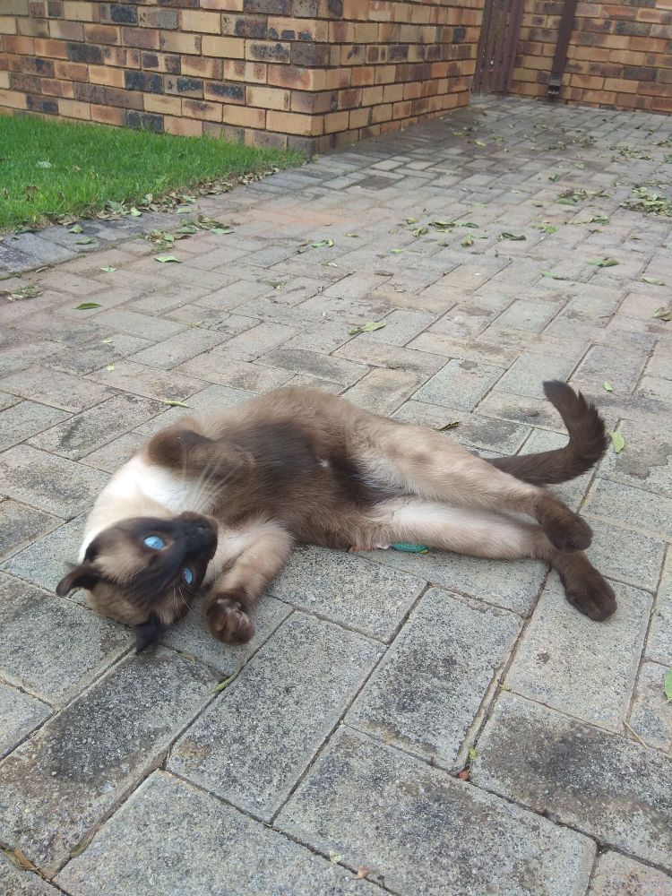 Picture of a handsome Burmese American Turn cat with strikingly blue eyes, lying on his side, on paving, being cute. 