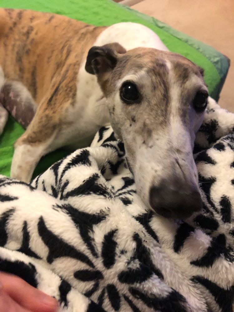 A long snouted rescue greyhound looks adoringly at the camera.