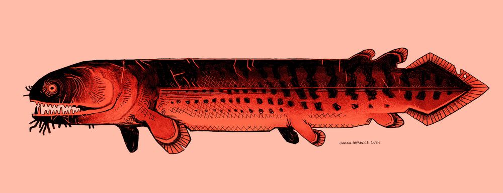 A black and pinkish-red illustrated side view of a rhizodus. Its snout is covered in bristles, its mouth ajar, showcasing sharp teeth and long fangs. Its face and body is littered with scars trailing down its spotted and striped body and ending at its diamond shaped tail.
