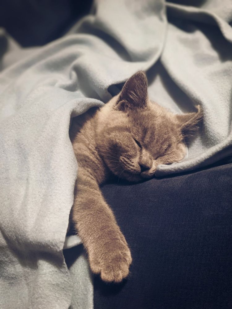Bebi Pyro cat sleeping in a blanket.