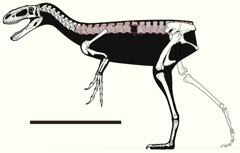 Eotyrannus WIP skeletal diagram
