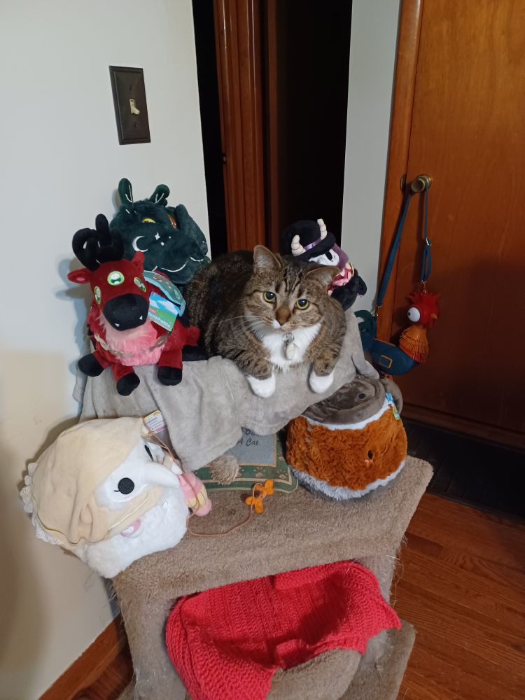 Tara in her cat tree with plushies all around her.