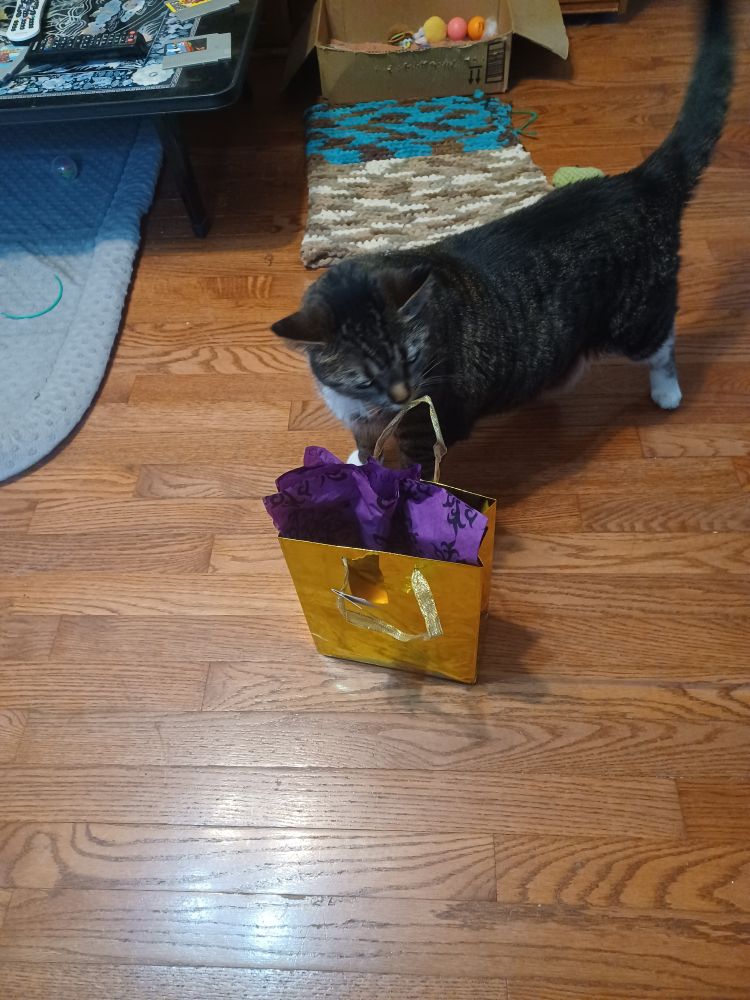 Tara, the cat, sniffing a gold bag with purple paper sitting on the floor.
