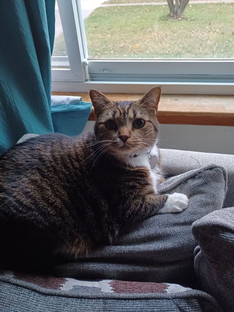 Tara loafing on the back of the couch, watching the neighbors.