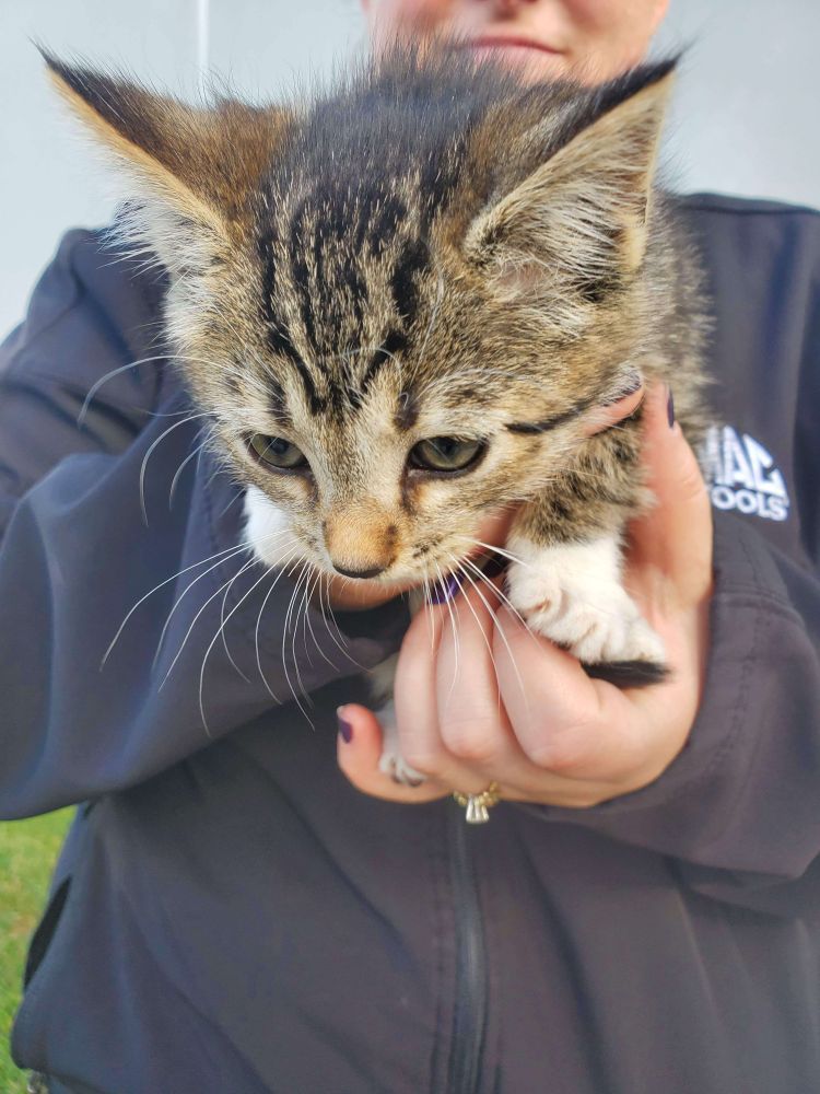 Tara the kitten, being held up to the camera by one of Little Sister's co-workers.