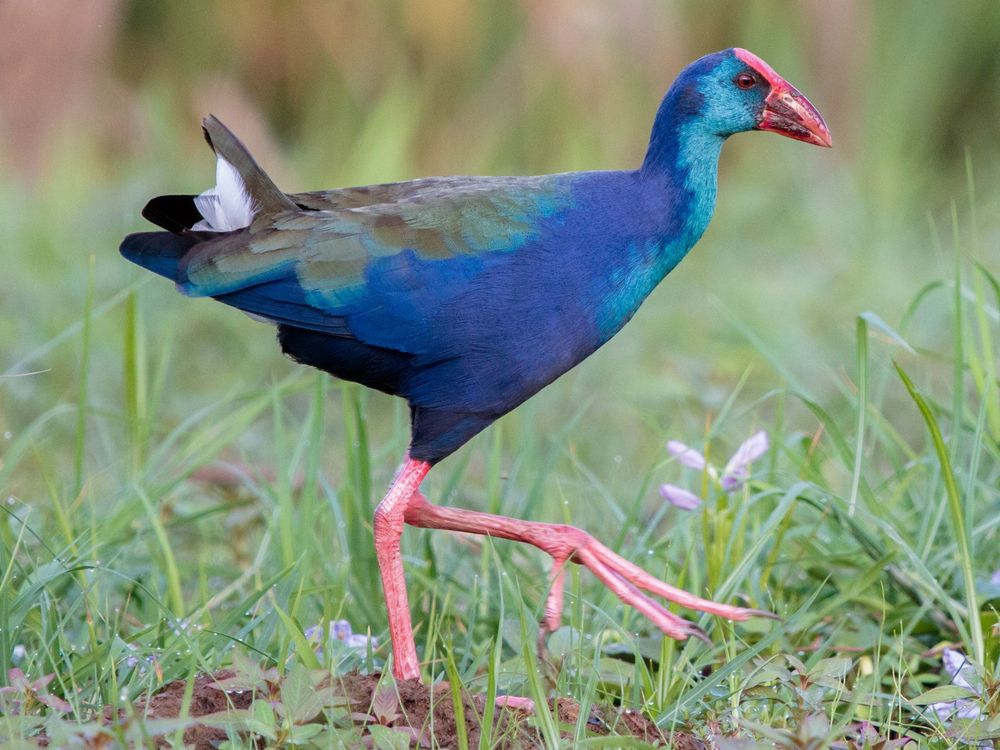 A swamp hen walking.