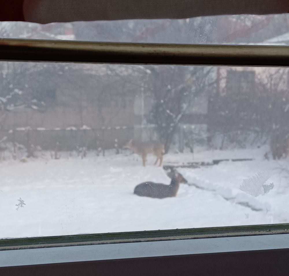 One deer is lying in the snow, while the other deer is grazing.