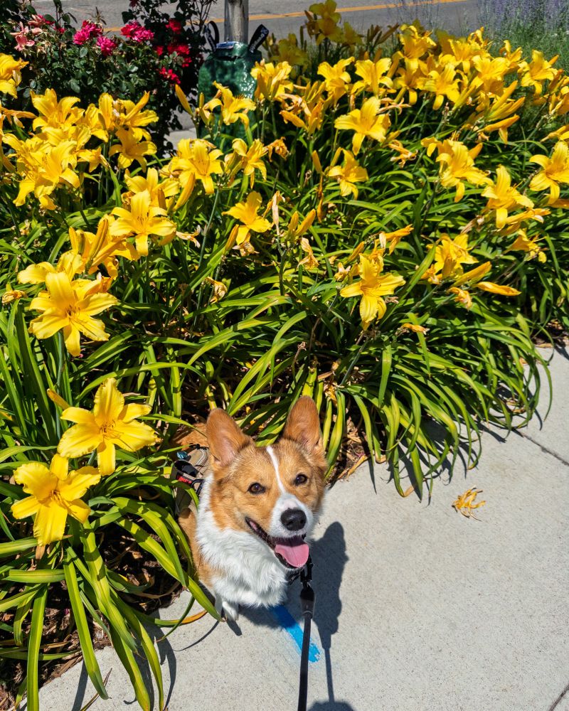 my corgi Egg Roll sitting on the sidewalk in front of a large flower bed of yellow lilies