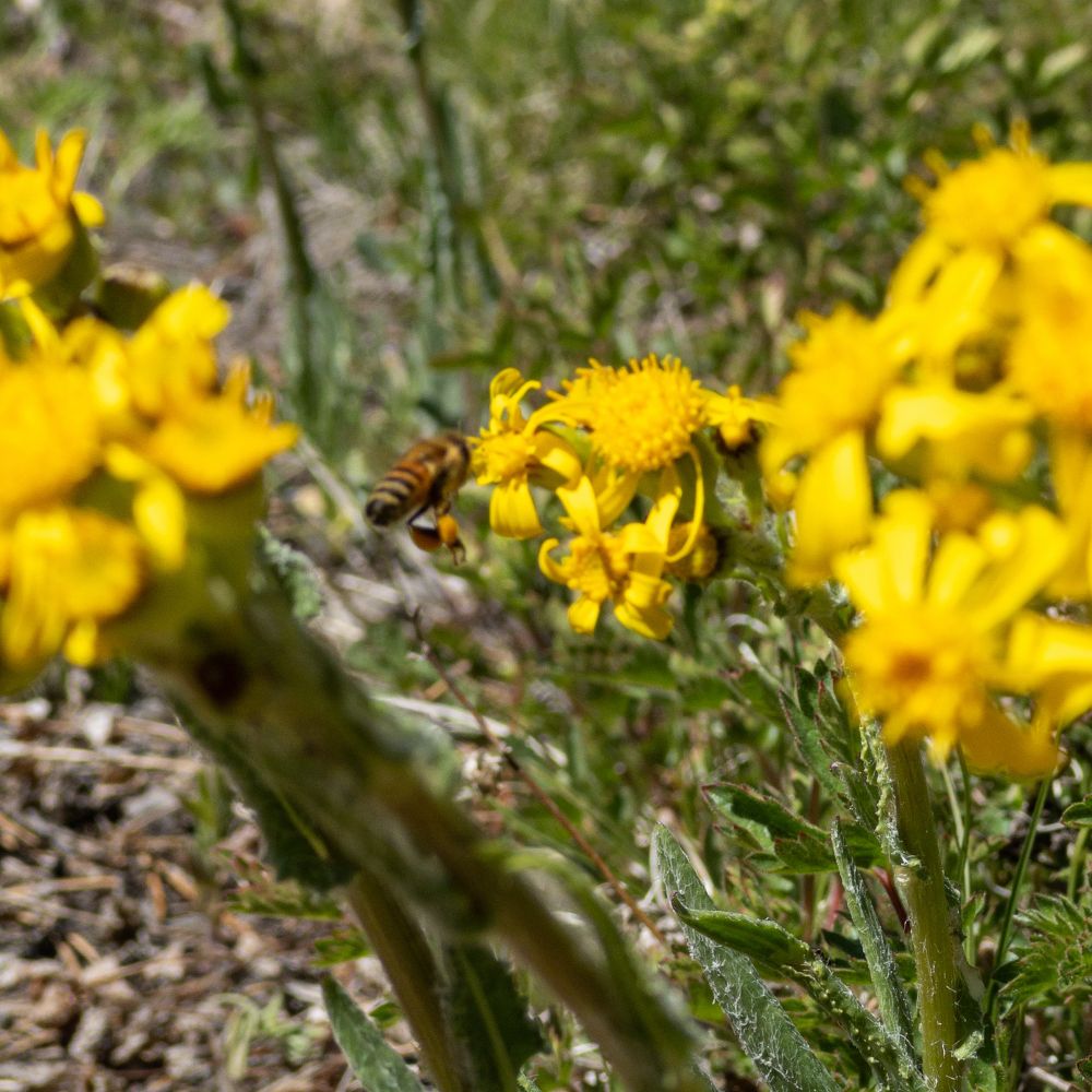 picture of several small yellow flowers. a bee is pollinating one of the flowers.