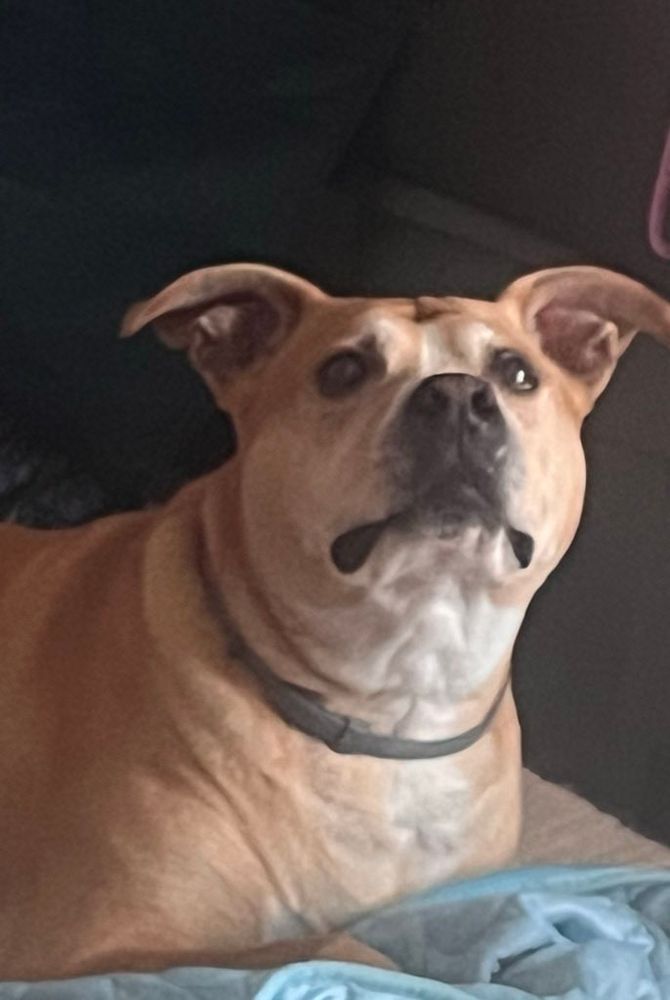 A beige and white dog is lying down with his head pointed up. He has a frown and big wide eyes. 