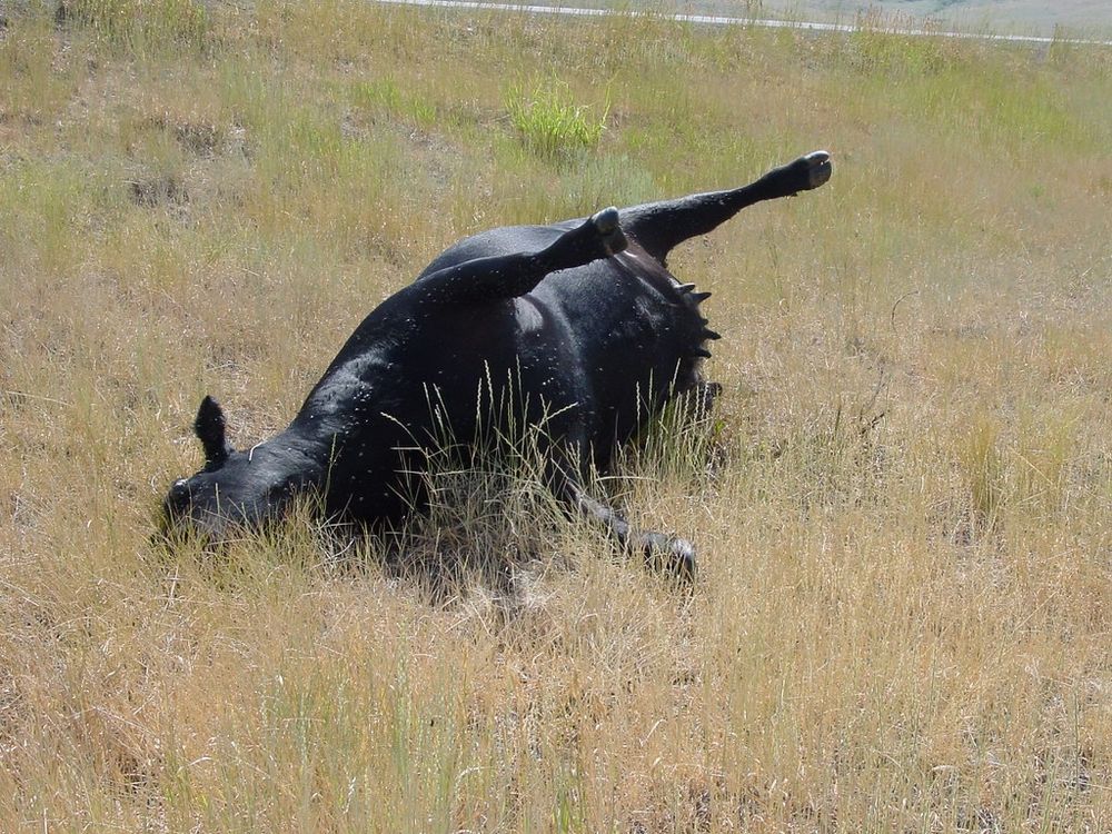 Roadkill cow, severely bloated near the point of popping. Has a similar wide shape as internet laughing stock, Elon Musk.