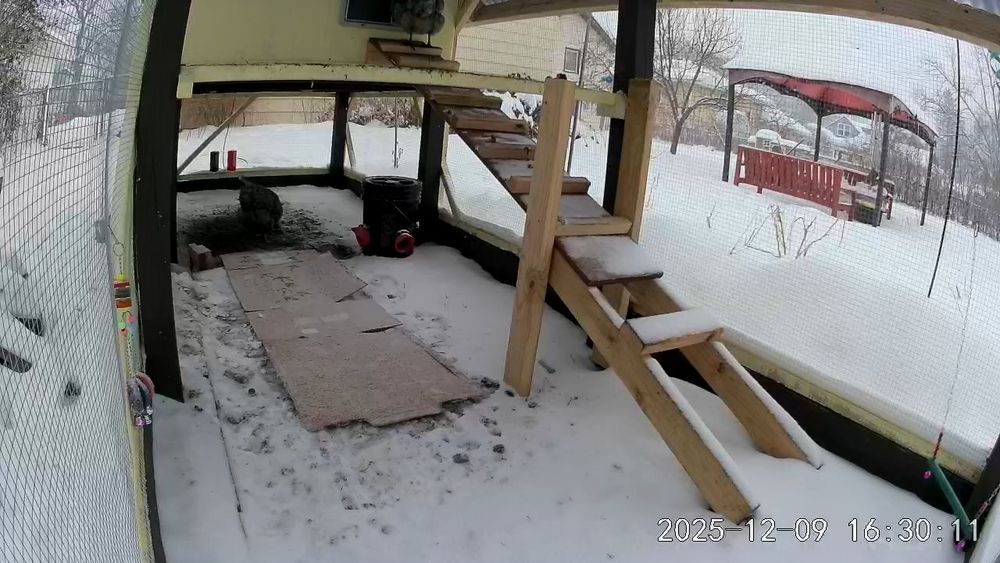 Two chicken s one in the ramp waiting to get in the coop one under the coop where there is no snow.