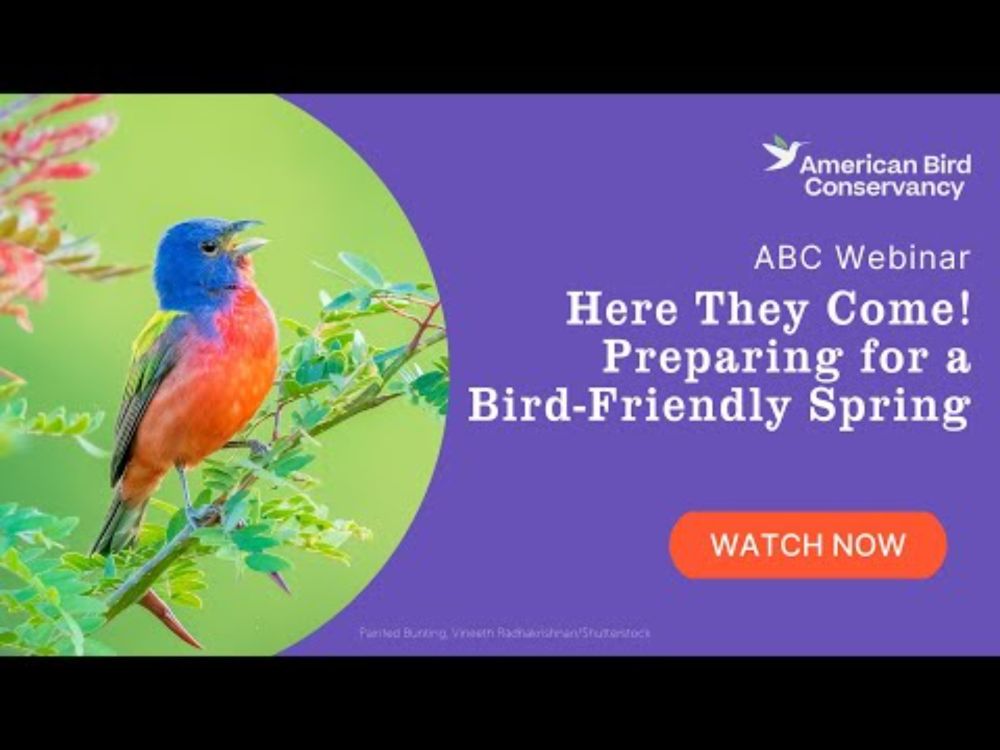 Here They Come! Preparing for a Bird-Friendly Spring | ABC Webinar