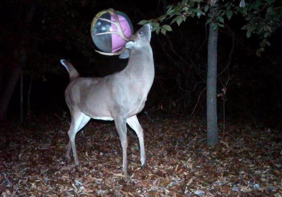 volleyball deer