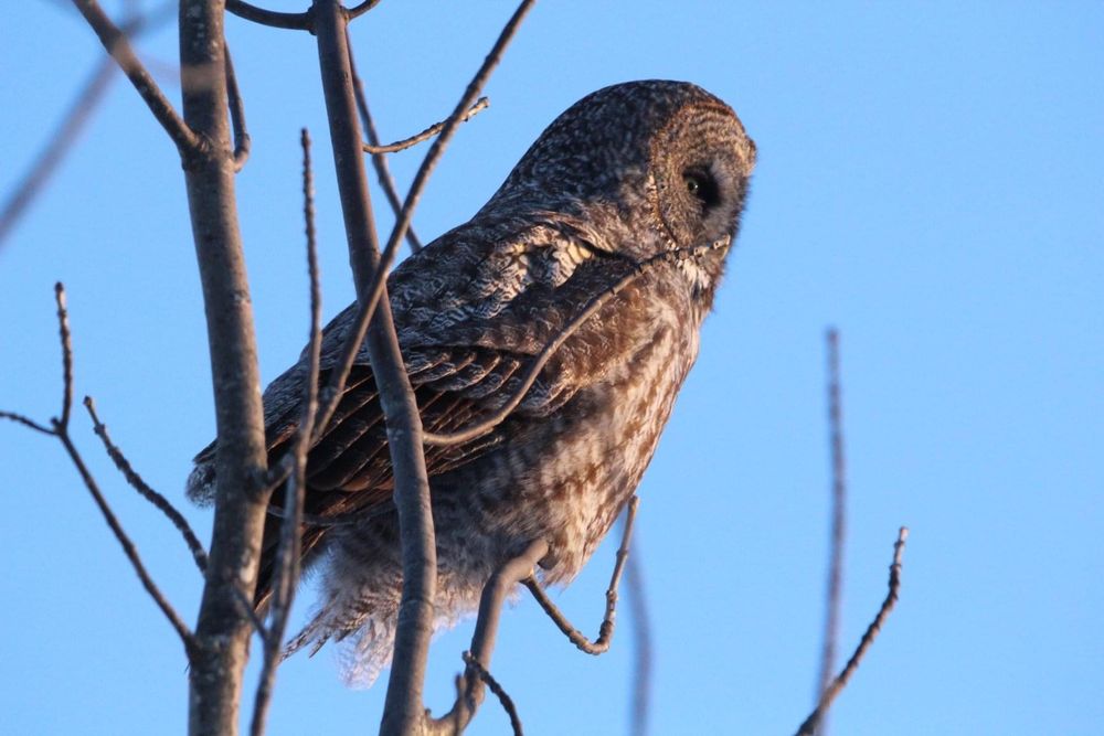A Great Gray Owl perched on a tree branch in February of 2019.