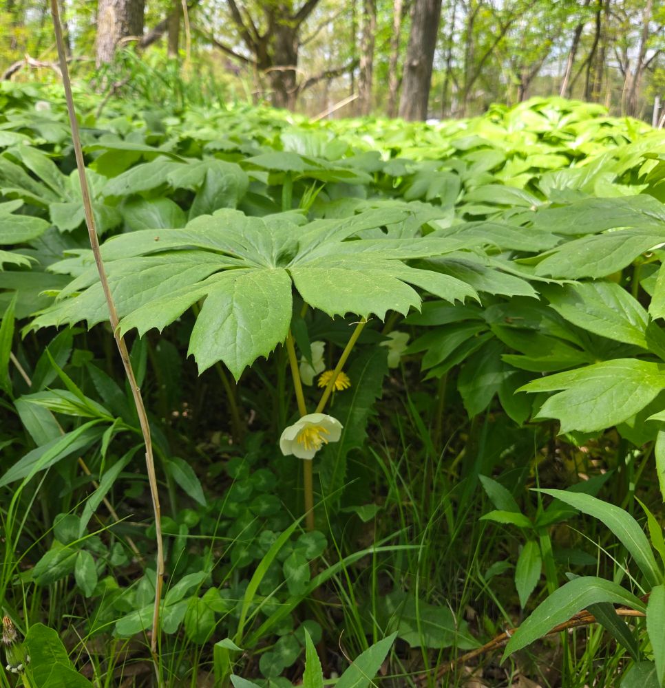 Usually, mayapples are seen from above, in clusters of large frisbee-sized leaves. The stem attaches to the leaf in the center, as the main leaf has many lobes cut into it. Each lobe has further toothed points around the outside edge of the leaf. Halfway down the stem is a brilliant white flower with yellow parts in the center, hiding in the shade of the leaf.