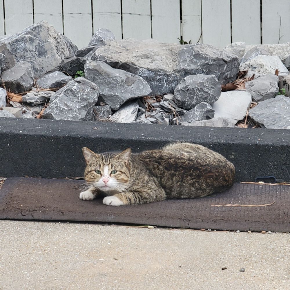 cat laying on a mat outside