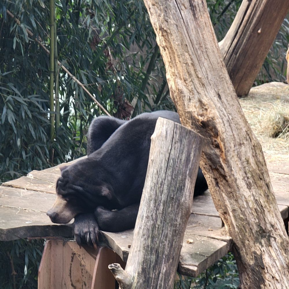 sun bear in a tree house
