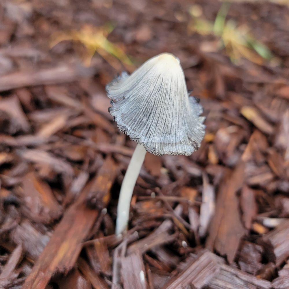 bell shaped mushroom