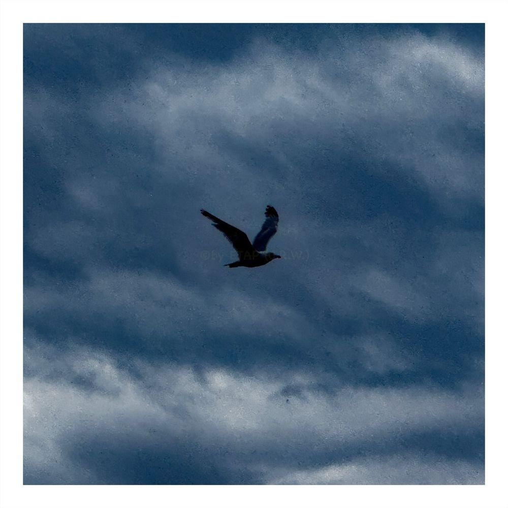 Ein Vogel im Flug, vor bewölktem Himmel.