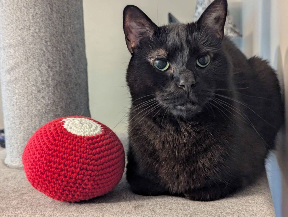 Cat and Mars game. @felisbufo.bsky.social