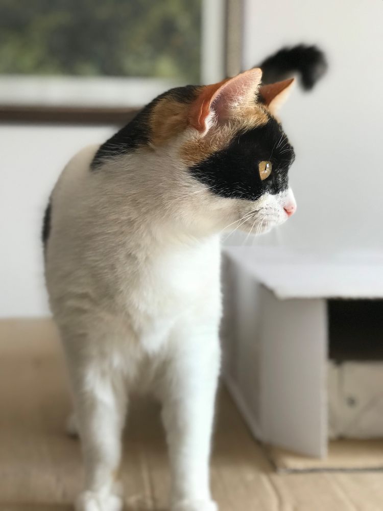 A calico cat standing facing the camera with her head turned to the side and a blurry background
