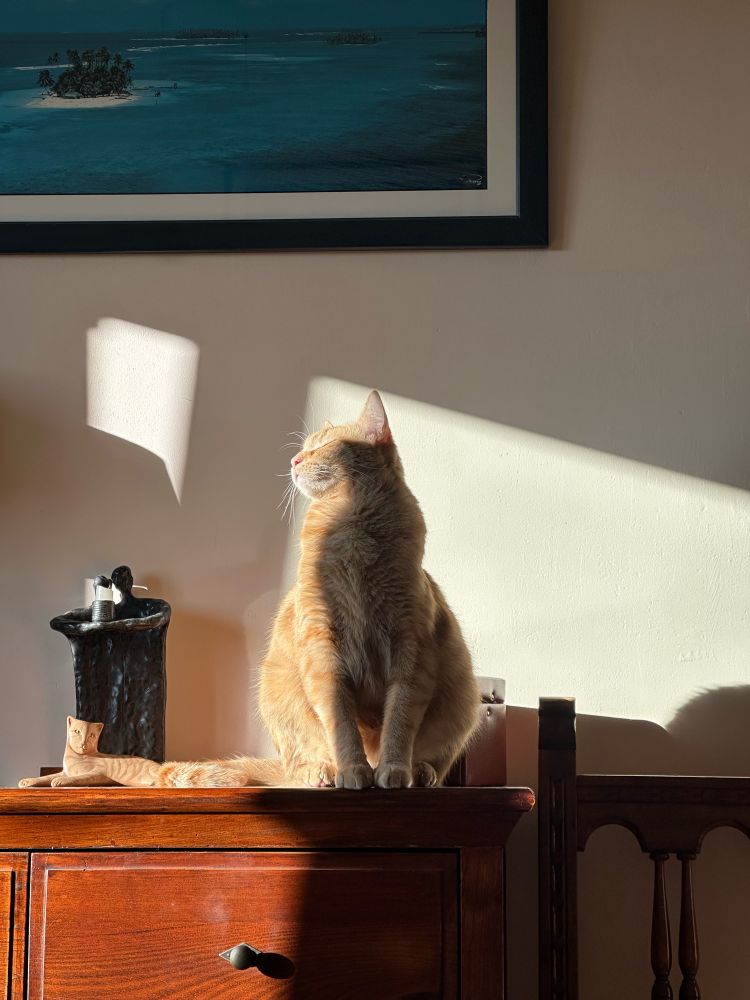 An large orange cat sitting up on a wood chest of drawers partially in a sunbeam and looking side on into the sunbeam