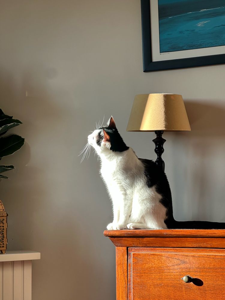 Picture of a black and white cat sitting up on a wood chest of drawers in a sun beam looking up and to the side at something off camera
