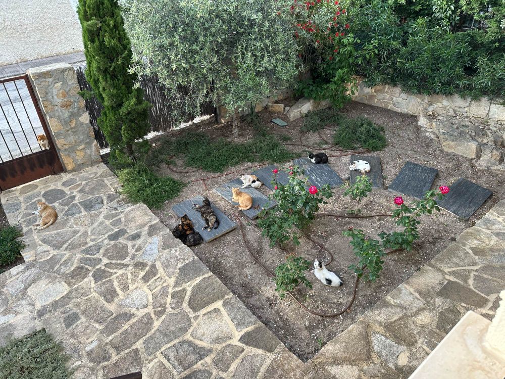 A garden filled with 10 cats of different colors laying around in the sun on black stepping stones with granite pathways and a rose garden