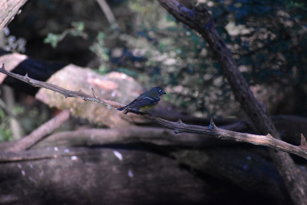 A Blue-Headed Vireo sitting on a branch in the shade