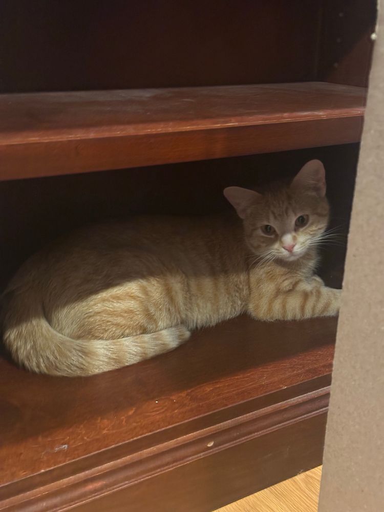 An orange cat is curled up on the bottom shelf of a bookcase.