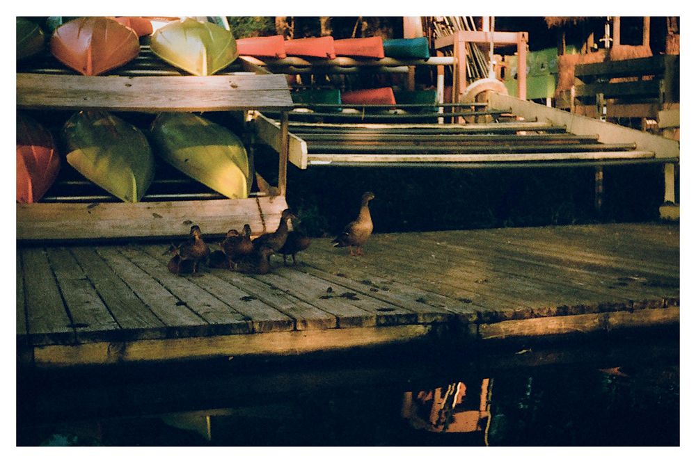 The ducks stood up