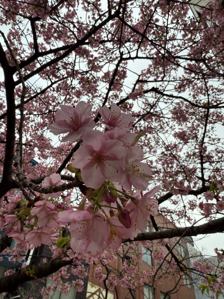 Plum blossoms in Azabu Juban, Tokyo