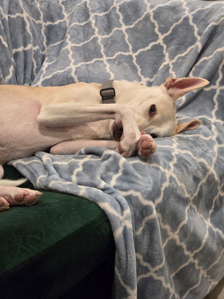 a white, medium-sized mixed breed dog laying on a love seat with her paws crossed over her nose
