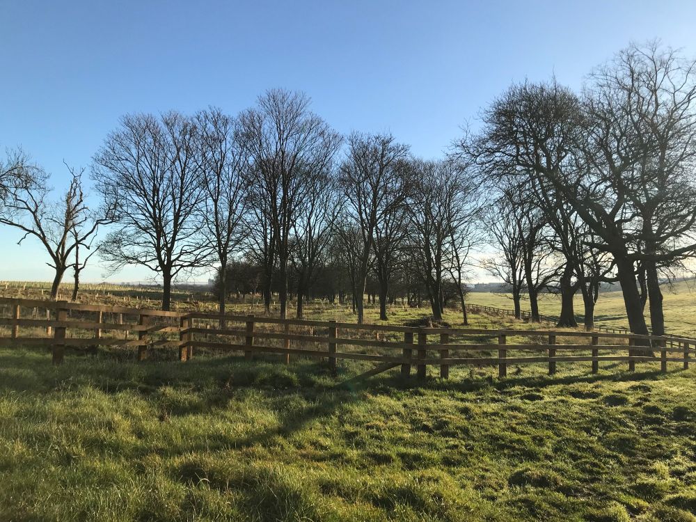 Trees on the way to Cow Hill.