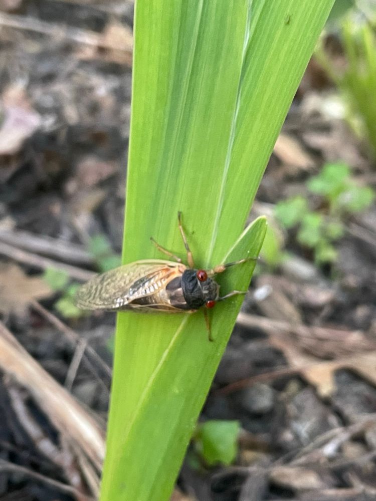 A freshly-emerged Brooded XIV cicada