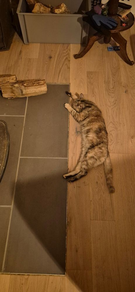 Photo de chat allongé comme une loque devant un poêle.