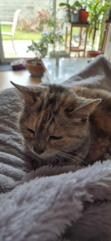 Chat sur plaid sur humain.