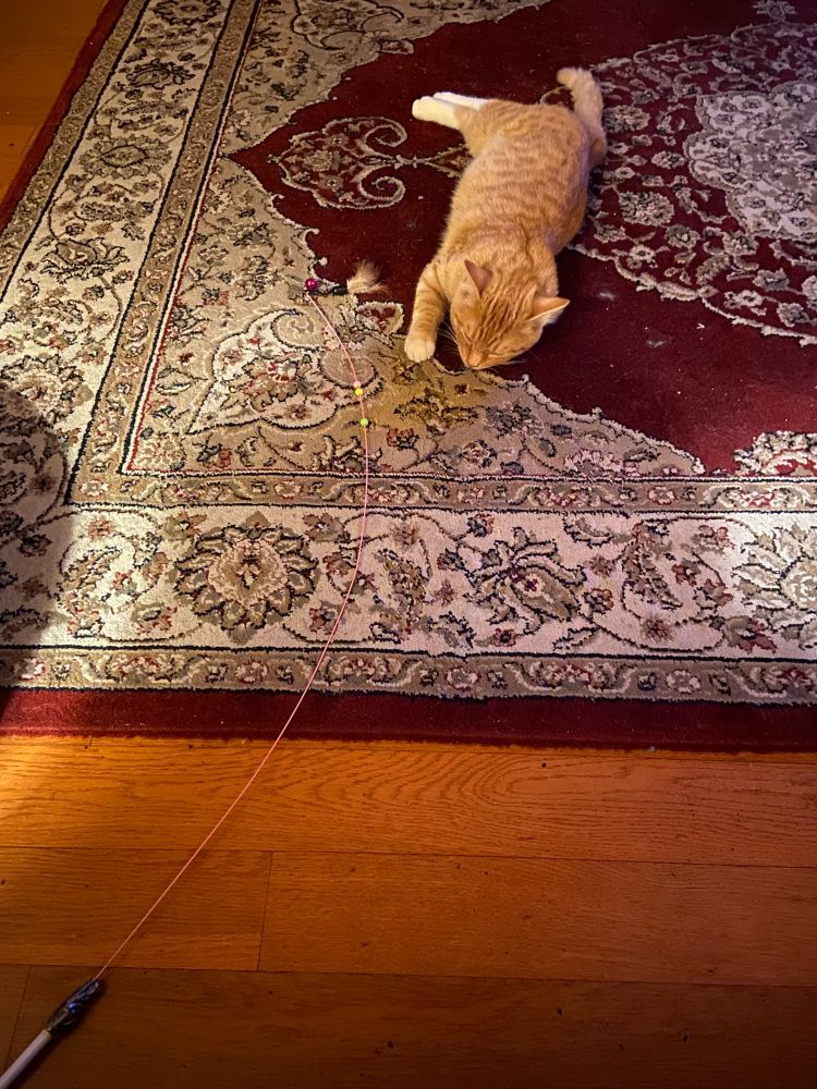 My little spitfire kitty played so hard she literally face planted into the rug sound asleep.