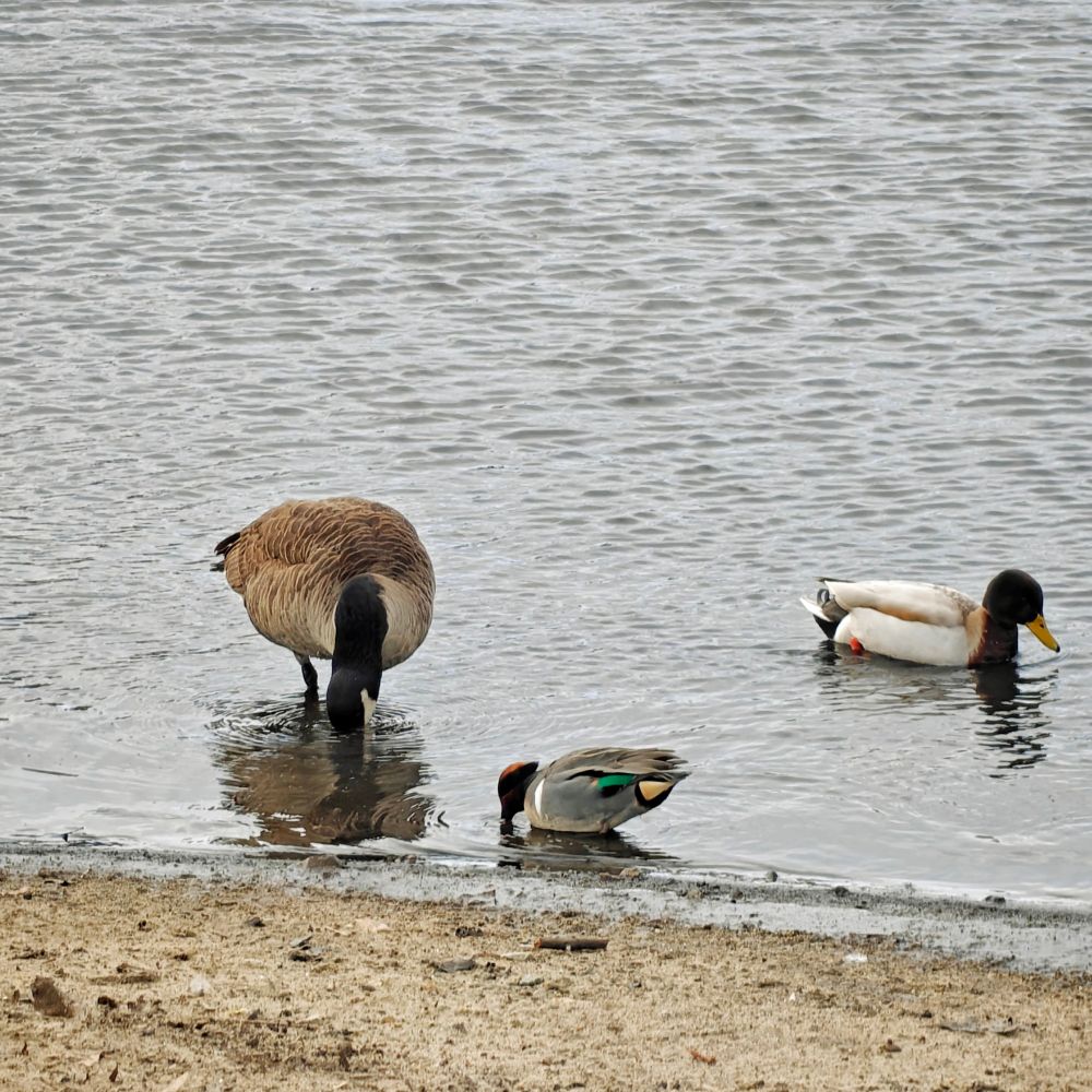 A Canada goose, green winged teal, and mallard at the edge of a pond swimming and pecking for food. 