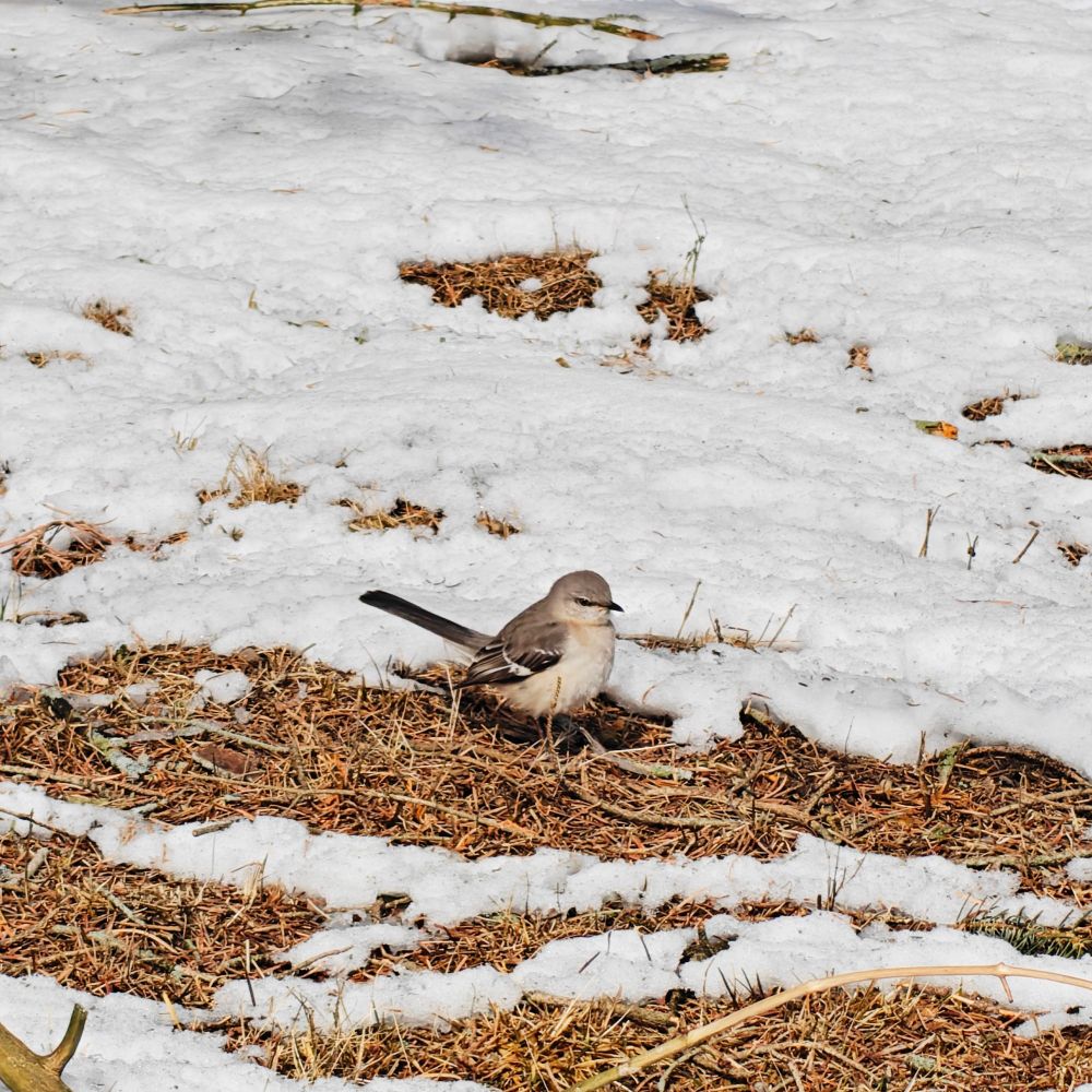 A small grey and white Northern mockingbird on ground patched with brown grass and sticks and white snow. 